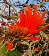 Erythrina