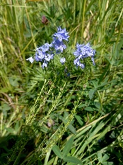 Veronica teucrium