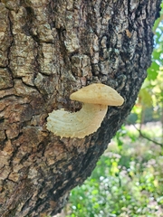 Hypsizygus
