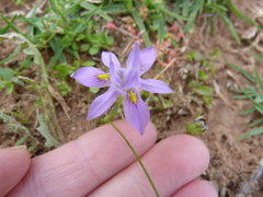 Moraea macrocarpa