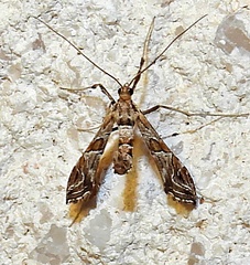 Lineodes interrupta