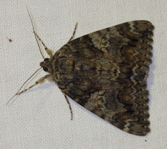 Catocala promissa