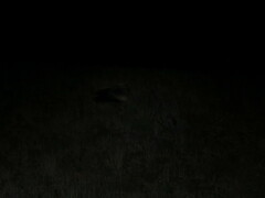 Hystrix africaeaustralis