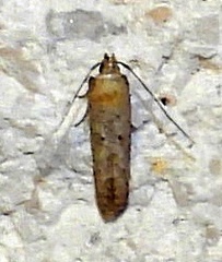 Blastobasidae