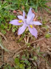 Moraea macrocarpa