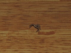 Thomisidae