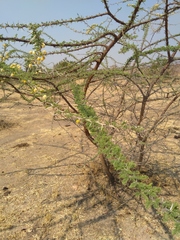 Vachellia hebeclada