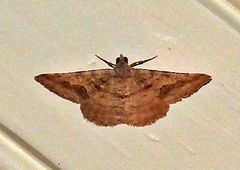 Frederickia s-signata