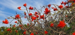 Erythrina