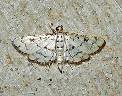 Hileithia rehamalis