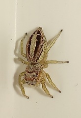 Icius hamatus