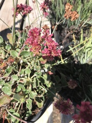 Eriogonum