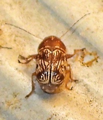 Pachybrachis turbidus