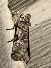 Sympistis chionanthi