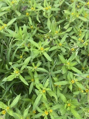 Melampodium strigosum