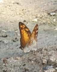 Vagrans sinha