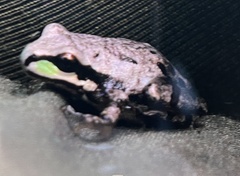 Hyla wrightorum