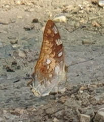 Vagrans sinha