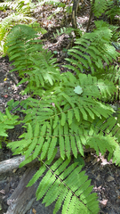 Osmunda claytoniana