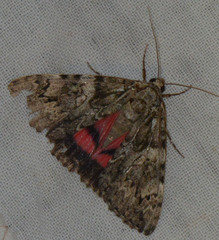 Catocala promissa