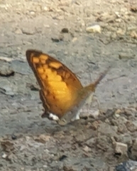 Vagrans sinha