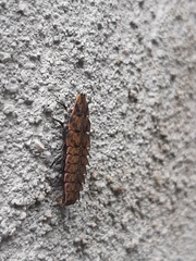 Pyractomena borealis