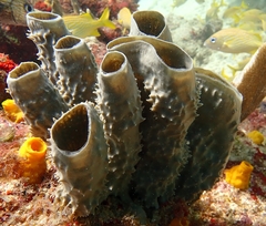 Callyspongia aculeata