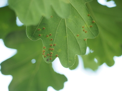 Neuroterus numismalis