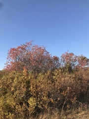 Prunus padus