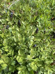 Gentiana calycosa