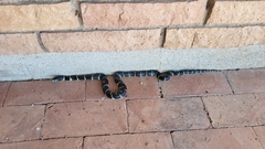 Lampropeltis californiae