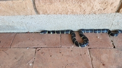 Lampropeltis californiae