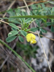 Medicago