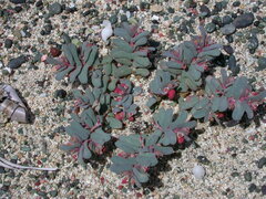 Euphorbia peplis