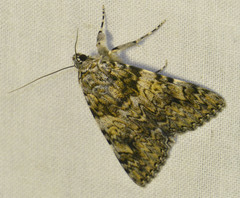 Catocala promissa
