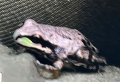 Hyla wrightorum