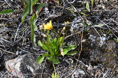 Taraxacum glabrum