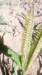 Dactyloctenium aegyptium