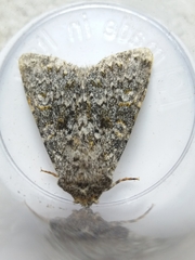 Polymixis flavicincta