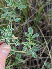 Medicago