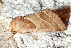 Schinia oleagina