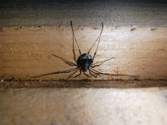 Oligolophus hanseni