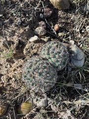 Pediocactus simpsonii