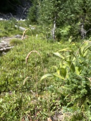 Vahlodea atropurpurea