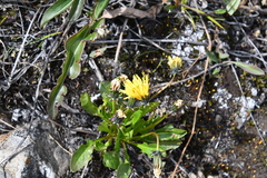 Taraxacum glabrum
