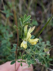 Medicago