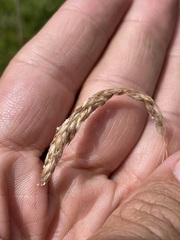 Vahlodea atropurpurea