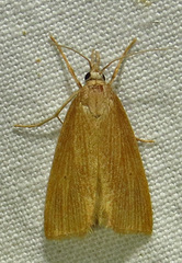 Diatraea