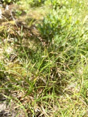 Carex nigricans
