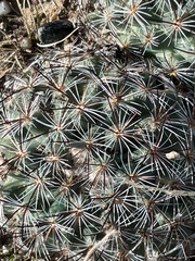 Pediocactus simpsonii